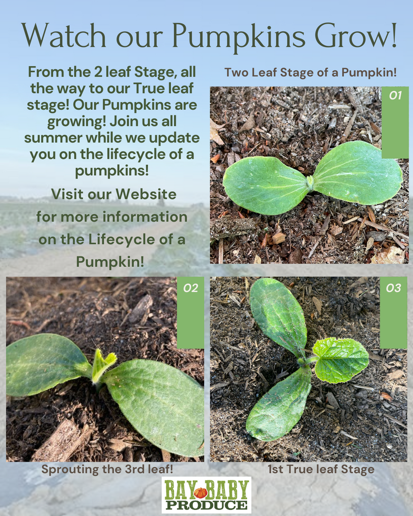 How Do Pumpkins Grow: From Two Leaf Stage to the First True Leaf